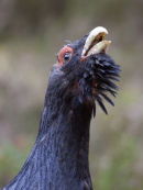 Capecaillie headshot
