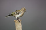 Female Chaffinch