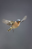 Chaffinch in flight