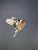 Chaffinch in flight