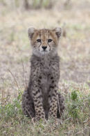 Cheetah Cub
