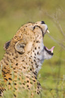 Cheetah
