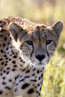 Cheetah on the move