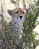 Cheetah 