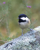 Coal Tit