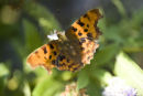 Comma
