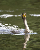 Juvenile Cormorant