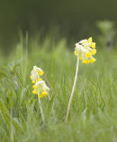 Cowslips