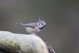Crested Tit