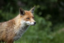 Dog Fox (controlled conditions)