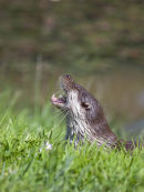 Otter (controlled conditions)