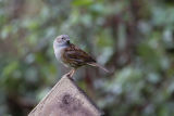 Dunnock