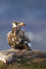 Golden Eagle with deer prey