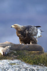 Wild eyed Golden Eagle 