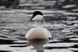 Eider Duck in sub zero weather