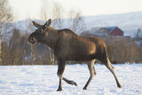 Elk
