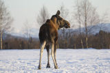 Elk