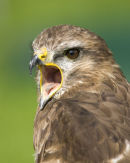 European Buzzard