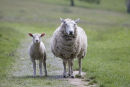 Ewe & Lamb