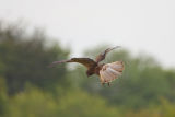 Female Marsh Harrier