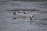 Flight of Eider Duck
