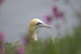 Gannet Headshot