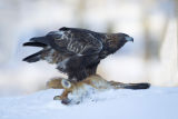 Golden Eagle on Red Fox carcass in snow