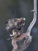 Golden Eagle with grouse