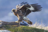 Golden Eagle alighting on deer carcass