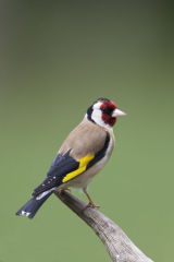 Goldfinch