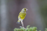 Greenfinch