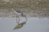 Greenshank on the mudflats