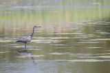 Grey Heron fishing