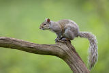 Grey Squirrel