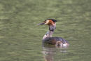 Great Crested Grebe