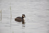 Great Crested Grebe