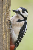 Great Spotted Woodpecker
