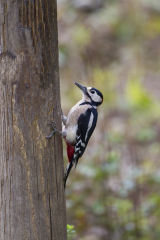 Great Spotted Woodpecker