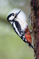 Great Spotted Woodpecker