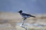 Hooded Crow