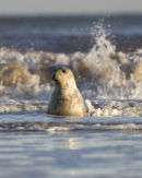 Grey Seals