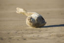 Grey Seals