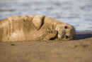 Grey Seals