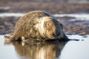 Grey Seals