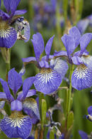 Iris