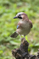 Jay