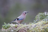Jay