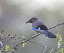 Jay