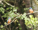 Kingfisher Pair