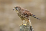 Kestrel
